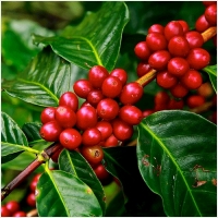 투스타커피 PC 갤러리 5