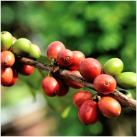 투스타커피 PC 갤러리 4