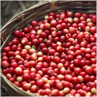 투스타커피 PC 갤러리 1